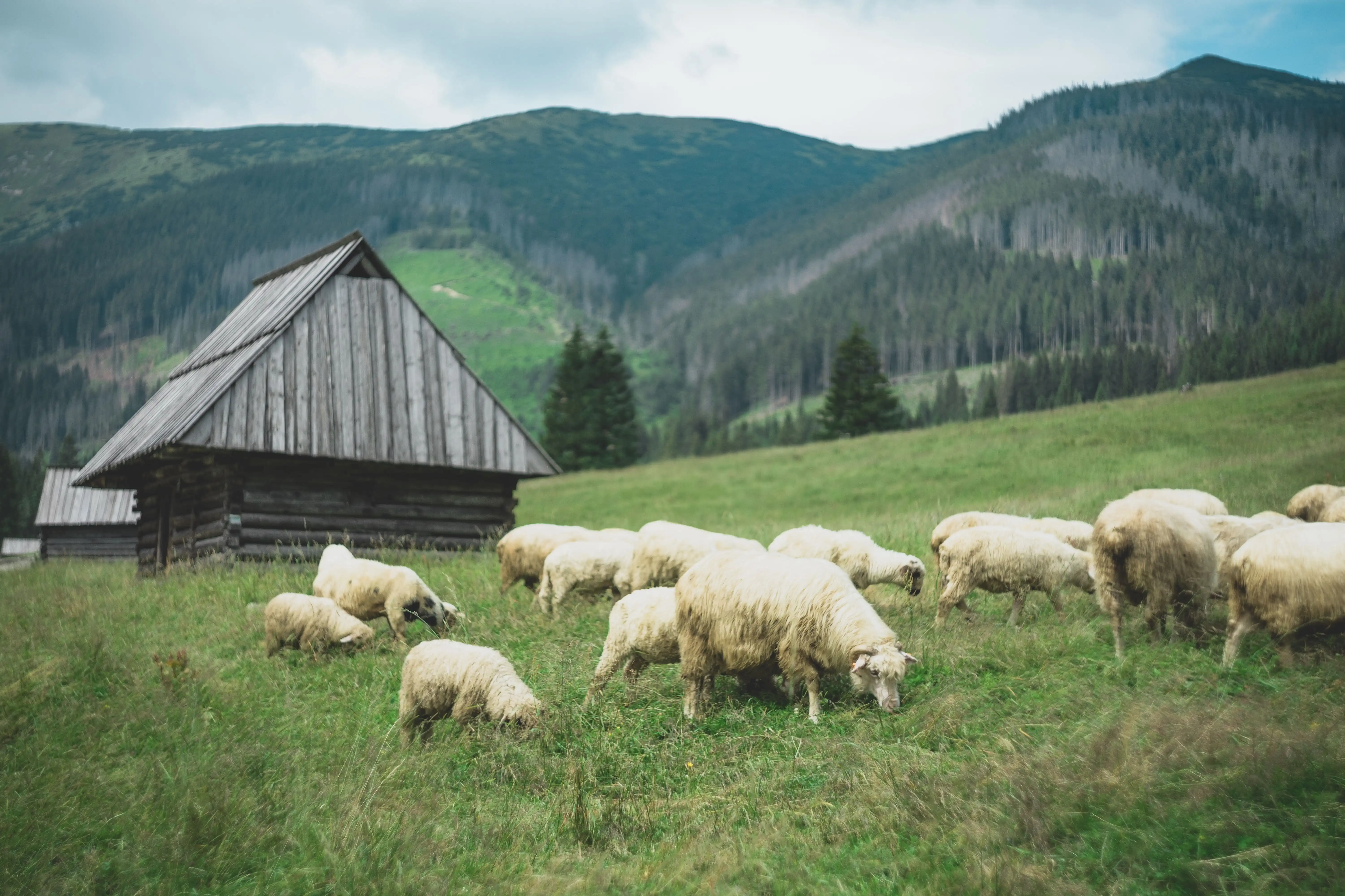 fotograf zakopane tatry zdjęcia (15)